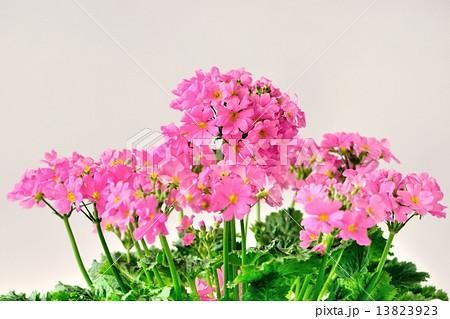 うすピンクのプリムラの花 うすピンクのプリムラの花 13823923