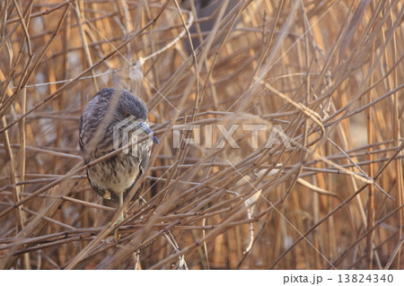 ホシゴイ（ゴイサギ幼鳥） 13824340