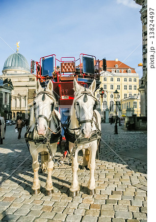 Two horses harnessed to the carriage 13824497