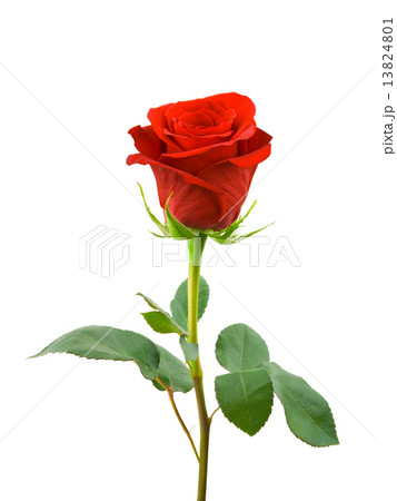 Red rose Red rose 13824801
