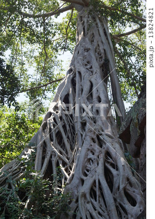 アンコールワット 13824821