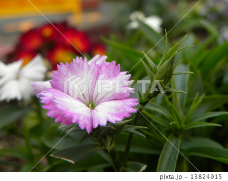 桃色のグラデーションが綺麗なセキチクの花 13824915