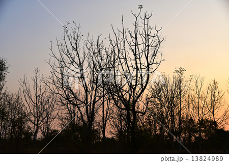 Dead tree in the sunset 13824989