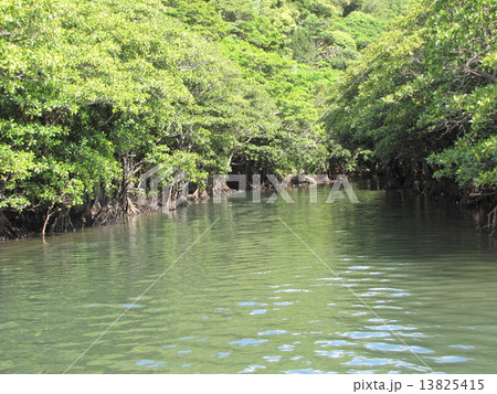浦内川のマングローブ 13825415