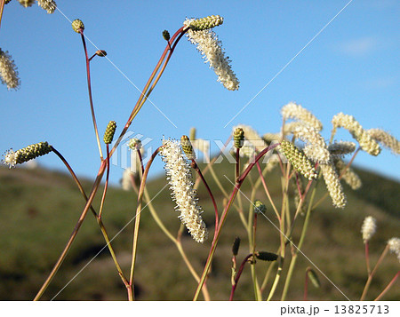 ナガボノシロバナワレモコウ01 13825713