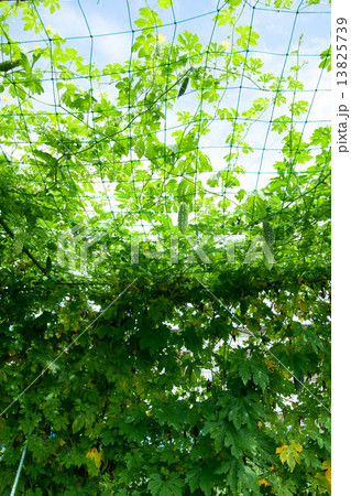 ゴーヤのグリーンカーテン 13825739