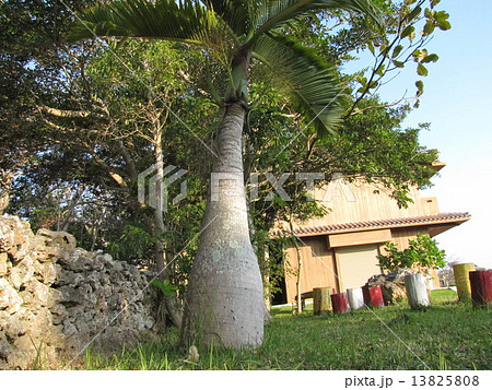 トックリヤシ 13825808