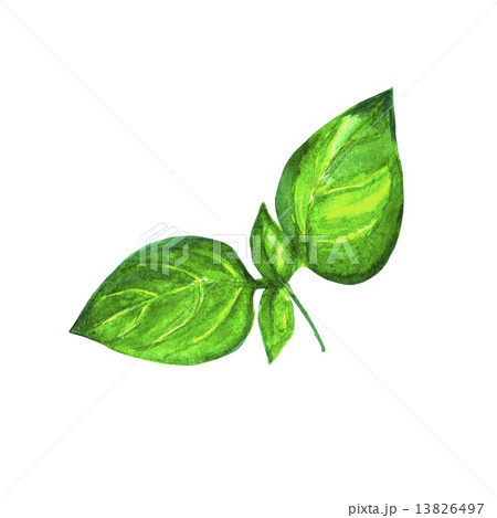 Watercolor Basil Isolated On White Backgroundのイラスト素材