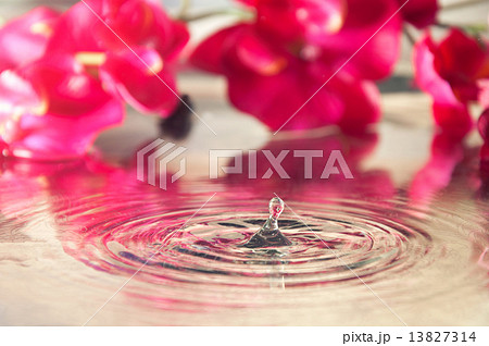 Orchids with reflection and with drop 13827314