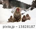 雪の中の親子猿 13828187