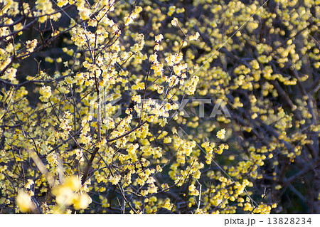 ロウバイ 13828234