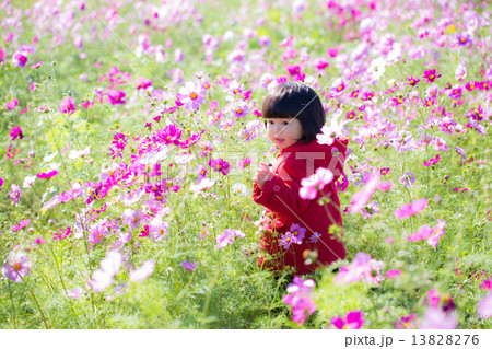 コスモス畑と女の子 13828276