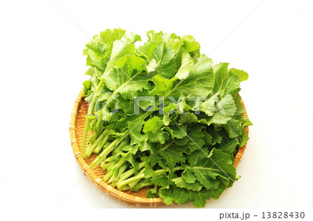かき菜 かき菜 13828430