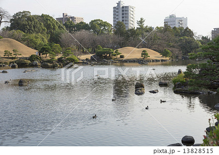 水前寺公園の池 13828515