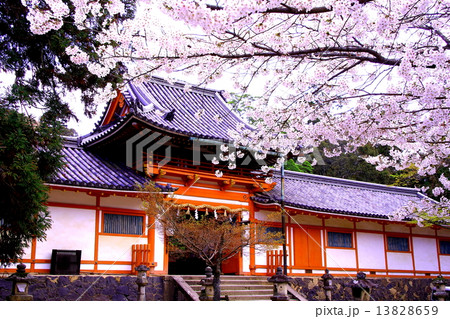 手向山八幡宮（奈良公園）に咲く桜の花 13828659