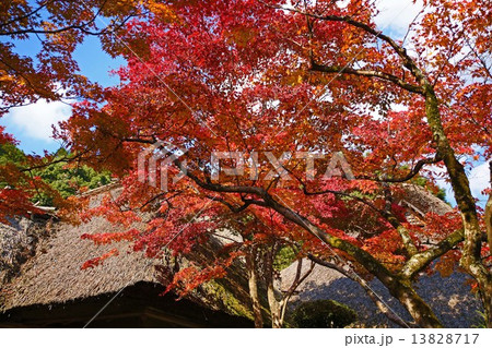 紅葉 紅葉 13828717