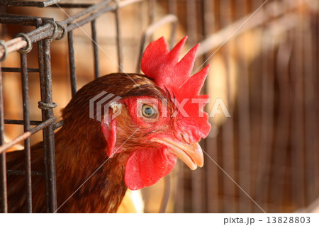 Chicken on traditional poultry farm Chicken on traditional poultry farm 13828803