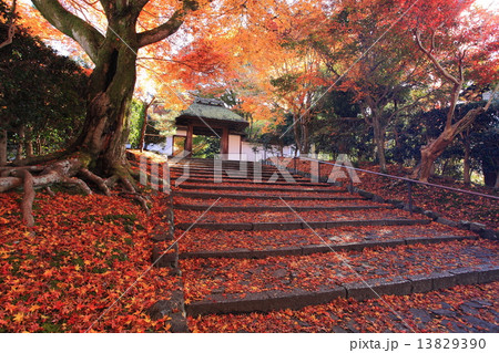 秋の東山安楽寺 秋の東山安楽寺 13829390