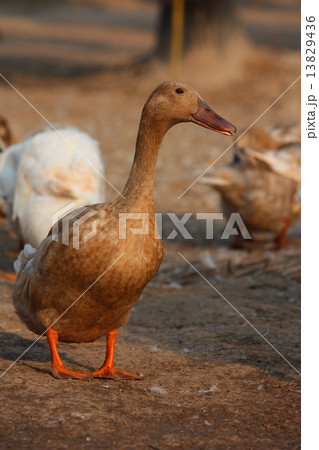 Brown duck Brown duck 13829436