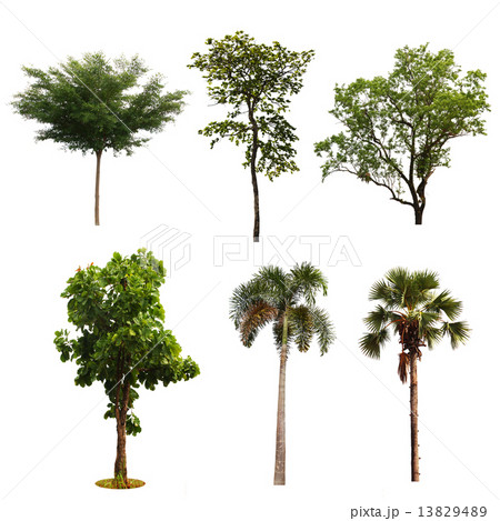 set of tree isolated on white background 13829489