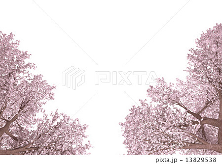 桜のイラスト素材