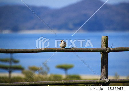小首をかしげるすずめ 13829634