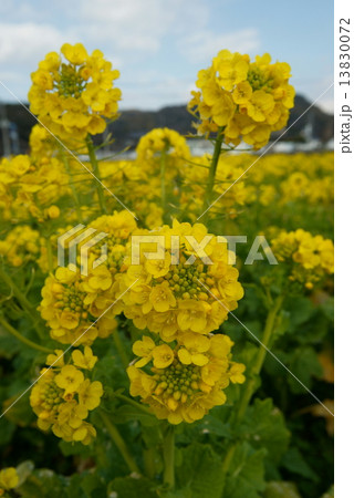 菜の花 13830072