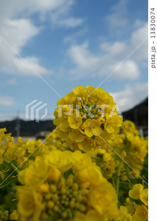 菜の花 菜の花 13830074