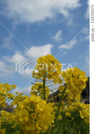 菜の花 13830075