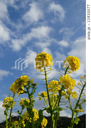 菜の花 13830077