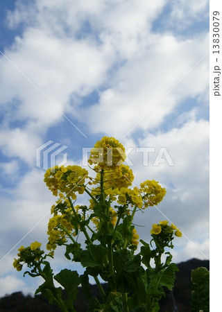 菜の花 菜の花 13830079