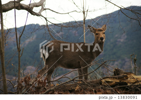 天城の雌鹿 天城の雌鹿 13830091