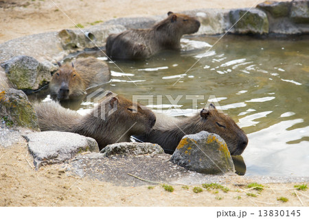 山地獄のカピバラ 13830145