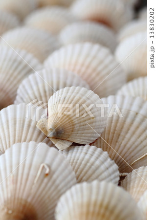 ホタテの稚貝 ホタテの稚貝 13830202