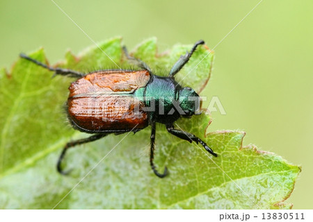 Phylloperta horticola Phylloperta horticola 13830511