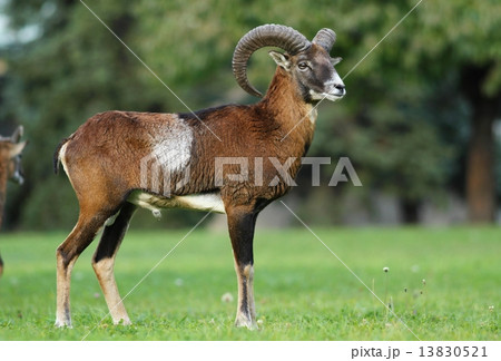 Mouflon ram 13830521