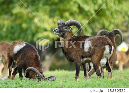 Wild mouflons 13830522