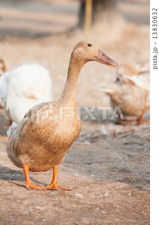 Brown duck Brown duck 13830632