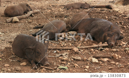 Wild boars or pigs 13830873