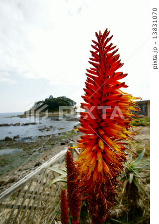 アロエの里 13831070