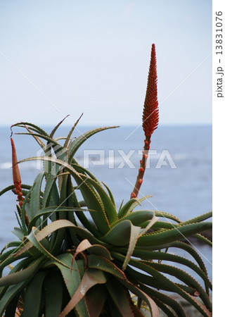 アロエの里 13831076