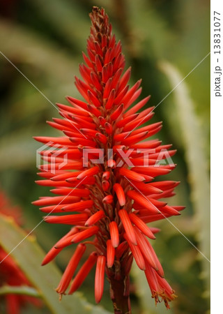 アロエの里 13831077