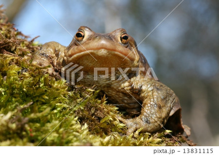 Ugly toad Ugly toad 13831115