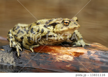 Bufo bufo 13831116