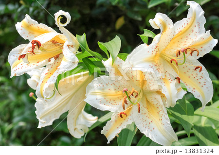妙音寺の山百合 妙音寺の山百合 13831324