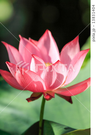 光則寺の７月 13831404