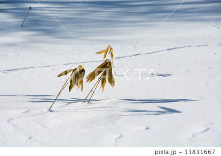 雪原の枯れた笹の葉 13831667