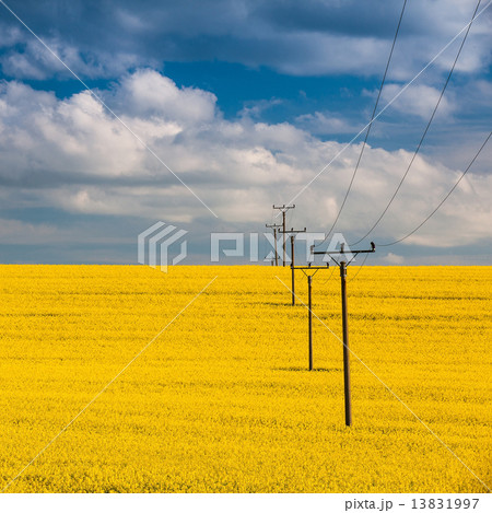Rape field and blue sky 13831997