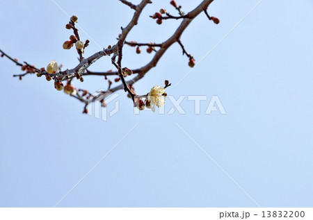 梅、ほころぶ 13832200