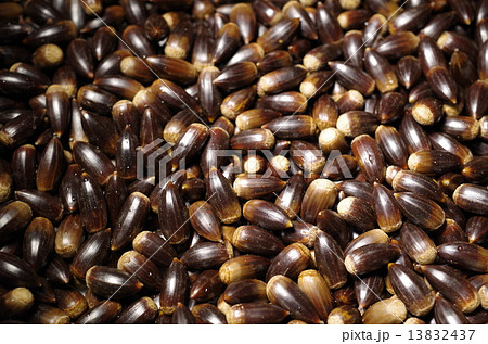 たくさんの椎の実　細長い　水洗い後 13832437